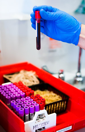 Blood samples for viral marker testing. Six tubes (four purple, and two red) are drawn from each donor.