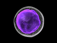 Hematopoietic stem cells