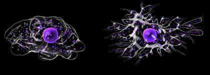 Macrophages (left) and dendritic cells